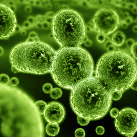 Bioproc&eacute;d&eacute;s et bioproductions