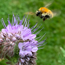 G&eacute;nie &eacute;cologique